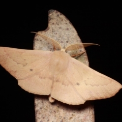 Monoctenia falernaria at Cotter River, ACT - 7 Feb 2019 10:23 PM