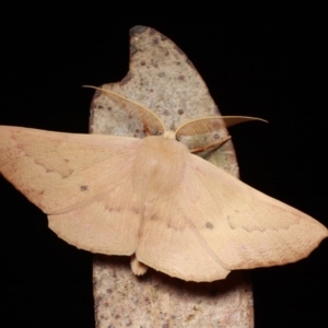 Monoctenia falernaria at Cotter River, ACT - 7 Feb 2019