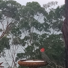 Callocephalon fimbriatum (Gang-gang Cockatoo) at Narrawallee, NSW - 28 Mar 2020 by Jillg