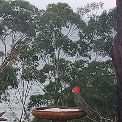 Callocephalon fimbriatum (Gang-gang Cockatoo) at Narrawallee, NSW - 28 Mar 2020 by Jillg