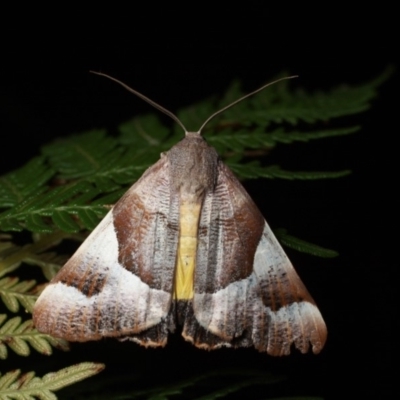 Niceteria macrocosma (Showy Geometrid) at Namadgi National Park - 7 Feb 2019 by melanoxylon