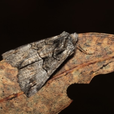Nisista notodontaria (Annulus Crest-moth) at Tidbinbilla Nature Reserve - 18 May 2018 by melanoxylon