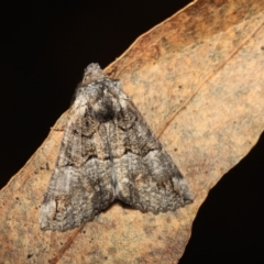 Nisista notodontaria at Paddys River, ACT - 18 May 2018