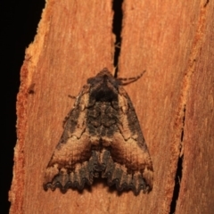 Nisista serrata (Serrated Crest-moth) at Namadgi National Park - 14 Mar 2018 by melanoxylon
