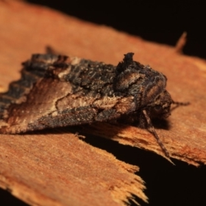 Nisista serrata at Cotter River, ACT - 14 Mar 2018