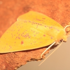 Plesanemma fucata (Lemon Gum Moth) at Cotter River, ACT - 14 Mar 2018 by melanoxylon