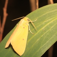 Plesanemma fucata at Cotter River, ACT - 14 Mar 2018