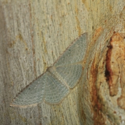 Poecilasthena pulchraria (Australian Cranberry Moth) at Black Mountain - 17 Apr 2018 by melanoxylon