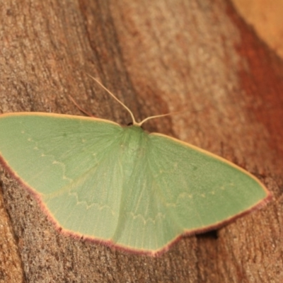 Prasinocyma semicrocea (Common Gum Emerald moth) at Cotter River, ACT - 14 Mar 2018 by melanoxylon