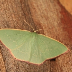 Prasinocyma semicrocea (Common Gum Emerald moth) at Cotter River, ACT - 14 Mar 2018 by melanoxylon