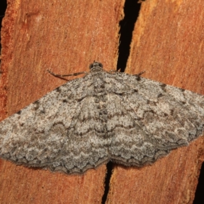 Psilosticha absorpta (Fine-waved Bark Moth) at Namadgi National Park - 14 Mar 2018 by melanoxylon