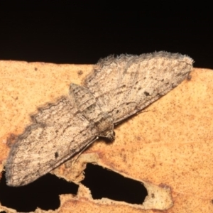 Psilosticha pristis at Hackett, ACT - 24 Jan 2018 10:00 PM