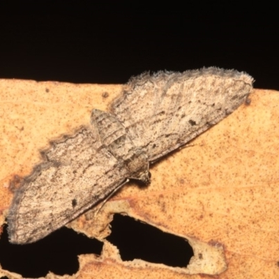 Psilosticha pristis (Little Brown Bark Moth) at Black Mountain - 24 Jan 2018 by melanoxylon