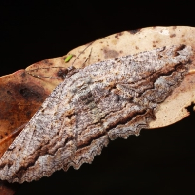 Scioglyptis lyciaria (White-patch Bark Moth) at Namadgi National Park - 7 Feb 2019 by melanoxylon