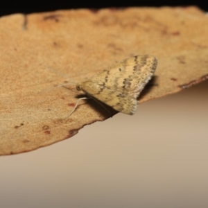 Scopula rubraria at Hackett, ACT - 17 Apr 2018