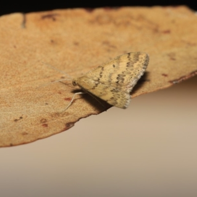 Scopula rubraria (Reddish Wave, Plantain Moth) at Black Mountain - 17 Apr 2018 by melanoxylon