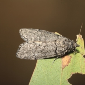Smyriodes undescribed species nr aplectaria at Hackett, ACT - 17 Apr 2018