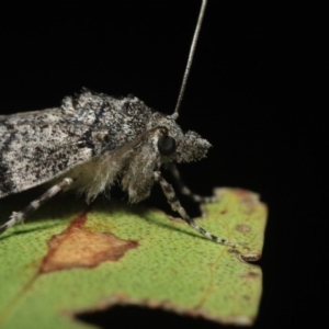 Smyriodes undescribed species nr aplectaria at Hackett, ACT - 17 Apr 2018 09:32 PM