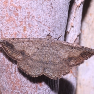 Taxeotis intextata (Looper Moth, Grey Taxeotis) at Black Mountain - 14 Mar 2018 by melanoxylon