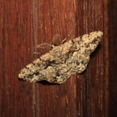 Unplaced externaria (Mahogany Bark Moth (formerly Hypomecis externaria)) at Florey, ACT - 18 May 2018 by melanoxylon