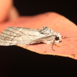 Unplaced melanoglypta at Cotter River, ACT - 14 Mar 2018 11:31 PM