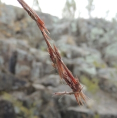 Cymbopogon refractus (Barbed-wire Grass) at Paddys River, ACT - 29 Dec 2019 by michaelb