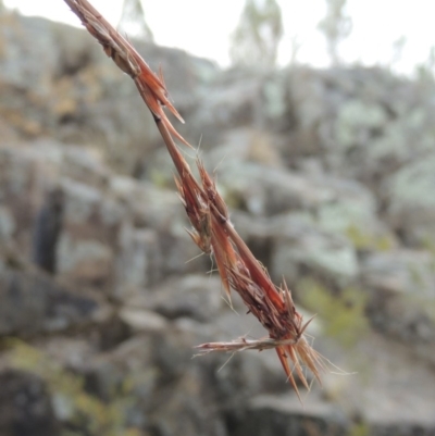 Cymbopogon refractus (Barbed-wire Grass) at Paddys River, ACT - 29 Dec 2019 by MichaelBedingfield