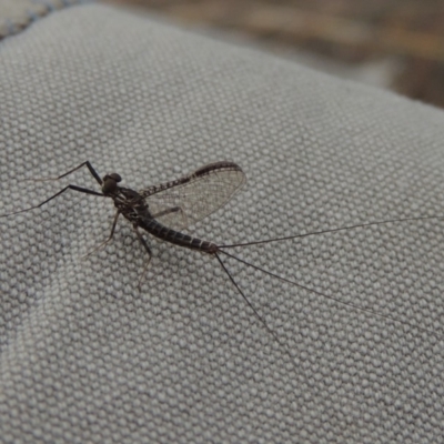 Ephemeroptera (order) (Unidentified Mayfly) at Bullen Range - 29 Dec 2019 by michaelb