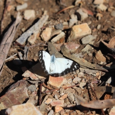 Belenois java (Caper White) at Aranda Bushland - 6 Apr 2020 by Tammy