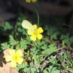 Eurema smilax (Small Grass-yellow) at Aranda Bushland - 6 Apr 2020 by Tammy