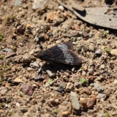 Uresiphita ornithopteralis (Tree Lucerne Moth) at Aranda, ACT - 6 Apr 2020 by Tammy