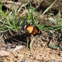 Danaus petilia (Lesser wanderer) at Cook, ACT - 31 Mar 2020 by Tammy