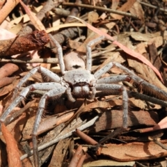 Isopeda (genus) (Huntsman Spider) at Kambah, ACT - 27 Mar 2020 by MatthewFrawley