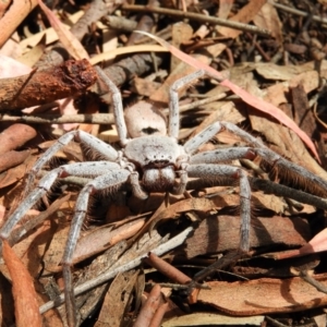 Isopeda sp. (genus) at Kambah, ACT - 27 Mar 2020 12:54 PM