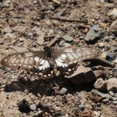 Papilio anactus (Dainty Swallowtail) at Aranda, ACT - 31 Mar 2020 by Tammy