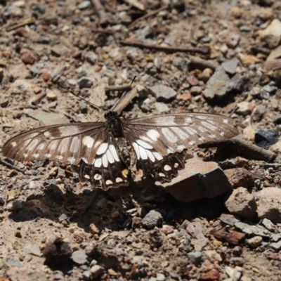 Papilio anactus (Dainty Swallowtail) at Aranda Bushland - 31 Mar 2020 by Tammy