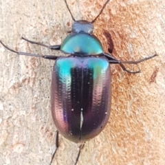 Chalcopteroides columbinus (Rainbow darkling beetle) at Holt, ACT - 7 Apr 2020 by trevorpreston
