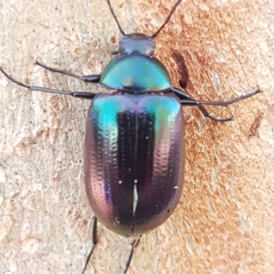 Chalcopteroides columbinus (Rainbow darkling beetle) at Holt, ACT - 7 Apr 2020 by trevorpreston