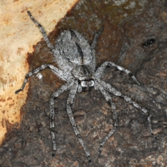 Holconia sp. (genus) (Unidentified Holconia huntsman) at Ainslie, ACT - 6 Apr 2020 by jbromilow50