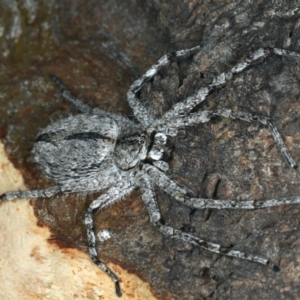 Holconia sp. (genus) at Ainslie, ACT - 6 Apr 2020