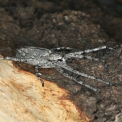 Holconia sp. (genus) at Ainslie, ACT - 6 Apr 2020