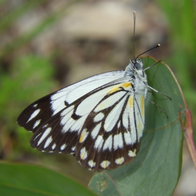 Belenois java (Caper White) at Kambah, ACT - 6 Apr 2020 by MatthewFrawley