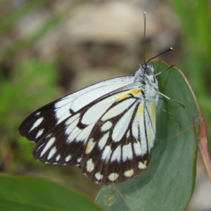 Belenois java at Kambah, ACT - 6 Apr 2020