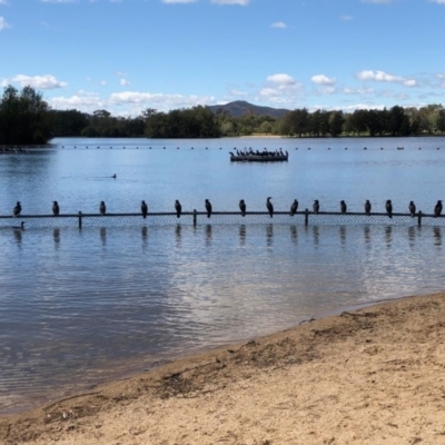 Phalacrocorax sulcirostris (Little Black Cormorant) at Lake Burley Griffin West - 6 Apr 2020 by Ratcliffe