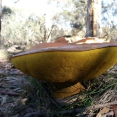 Phlebopus marginatus (Giant Bolete) at Mount Ainslie - 6 Apr 2020 by SilkeSma