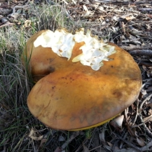 Phlebopus marginatus at Majura, ACT - 7 Apr 2020