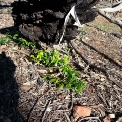 Asparagus asparagoides (Bridal Creeper, Florist's Smilax) at Majura, ACT - 6 Apr 2020 by SilkeSma