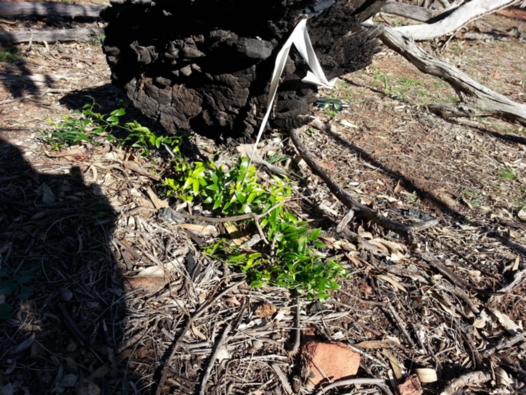 Asparagus asparagoides at Majura, ACT - 7 Apr 2020
