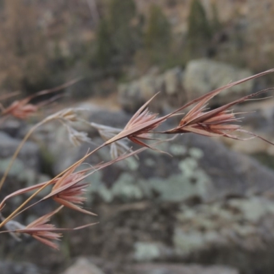 Themeda triandra (Kangaroo Grass) at Paddys River, ACT - 29 Dec 2019 by MichaelBedingfield