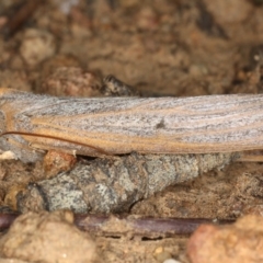 Paralaea porphyrinaria (Chestnut Vein Crest Moth) at Mount Ainslie - 6 Apr 2020 by jbromilow50